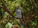 (19) Noisy Miner